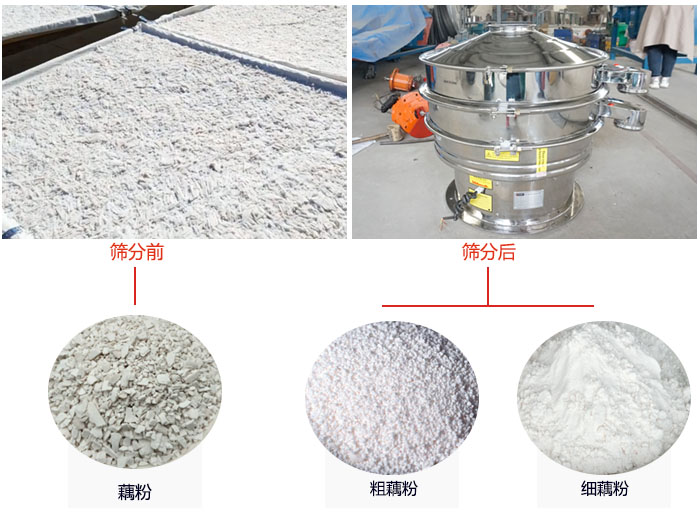 蓮藕淀粉曬干，采用304不銹鋼材質(zhì)藕粉振動(dòng)篩篩分后前后對(duì)比效果圖展示。